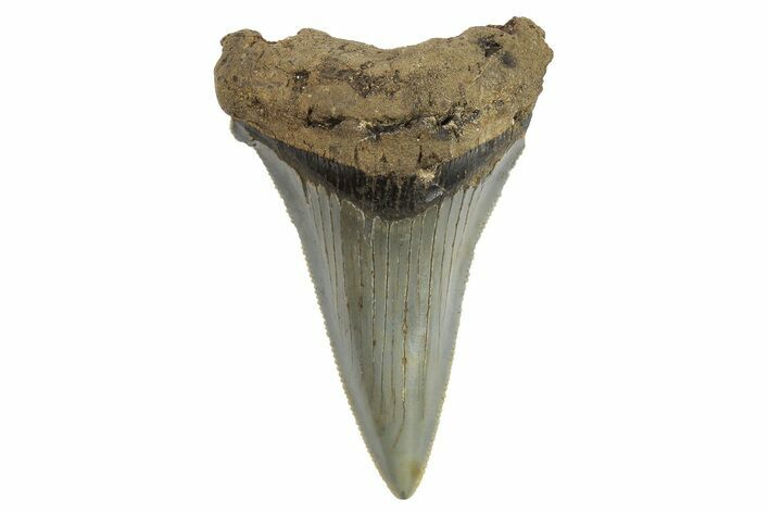 Serrated Angustidens Tooth - Megalodon Ancestor #295745